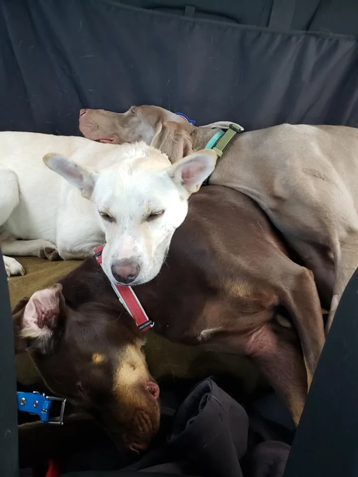 Question for those that have a New Ranger with Dogs | 2019+ Ford Ranger ...
