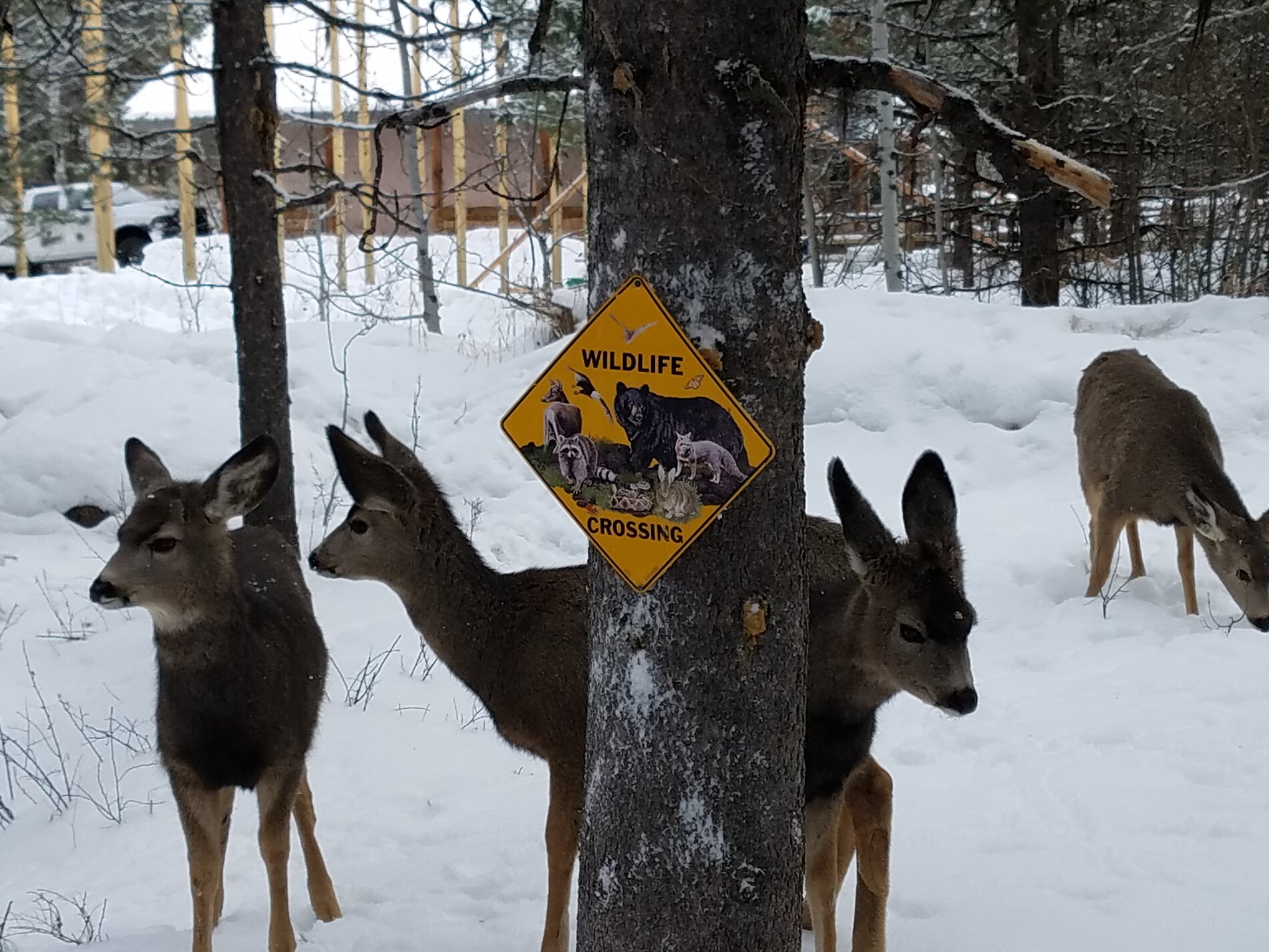 deer crossing.jpg
