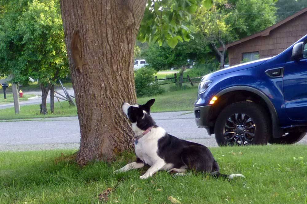 Where’s your dog? | Page 52 | 2019+ Ford Ranger and Raptor Forum (5th ...