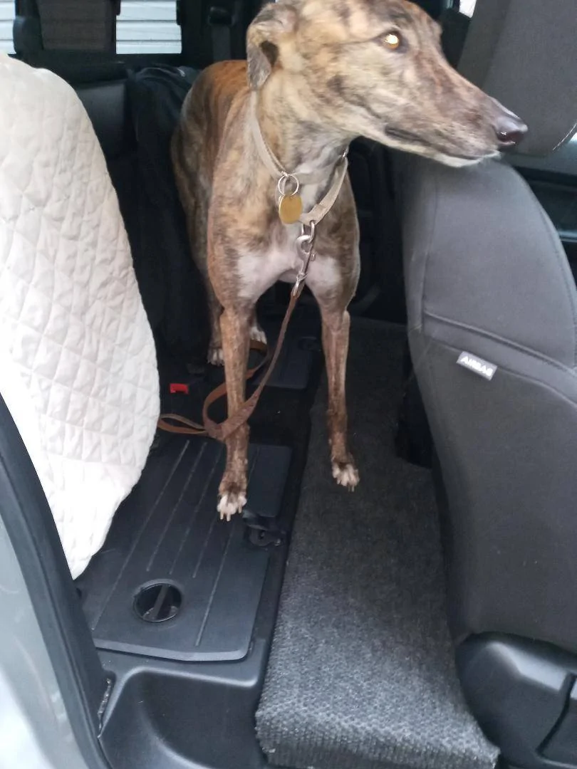 DIY Scab Rear Seat Delete/Dog Backseat Addition | 2019+ Ford Ranger and ...