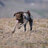 Wandering Sagebrush